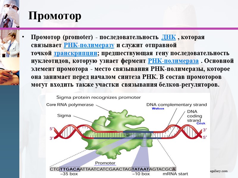 Промотор Промотор (promoter) - последовательность ДНК , которая связывает РНК-полимеразу и служит отправной точкой